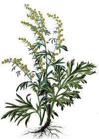 Полынь горькая - травянистое растение