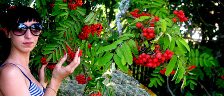 Рябина обыкновенная (рябина красная) Sorbus aucuparia L. дерево