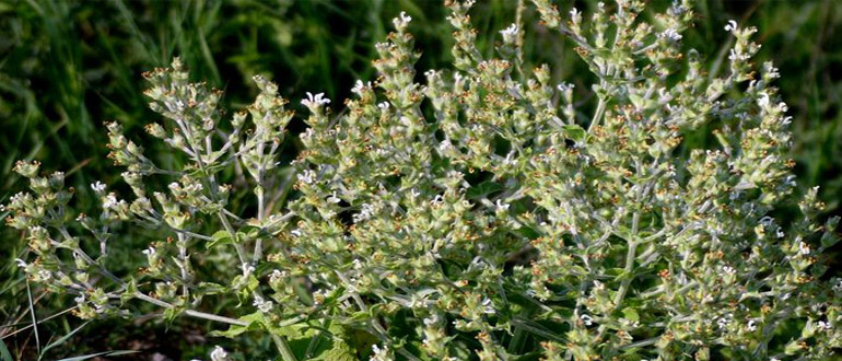 Шалфей эфиопский (ключ-трава) Salvia aethiopic L