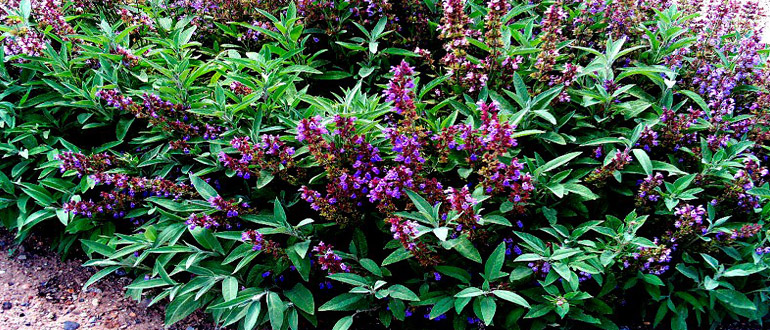 Шалфей лекарственный Salvia officinalis L